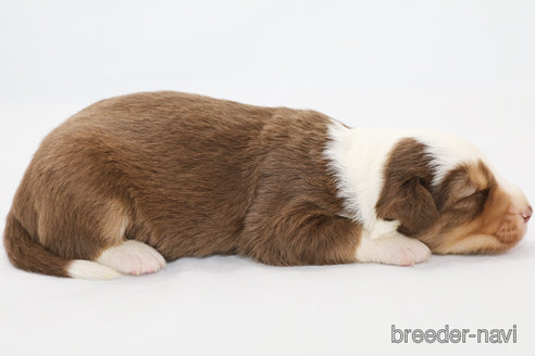 成約済の神奈川県のボーダーコリー-319174の5枚目